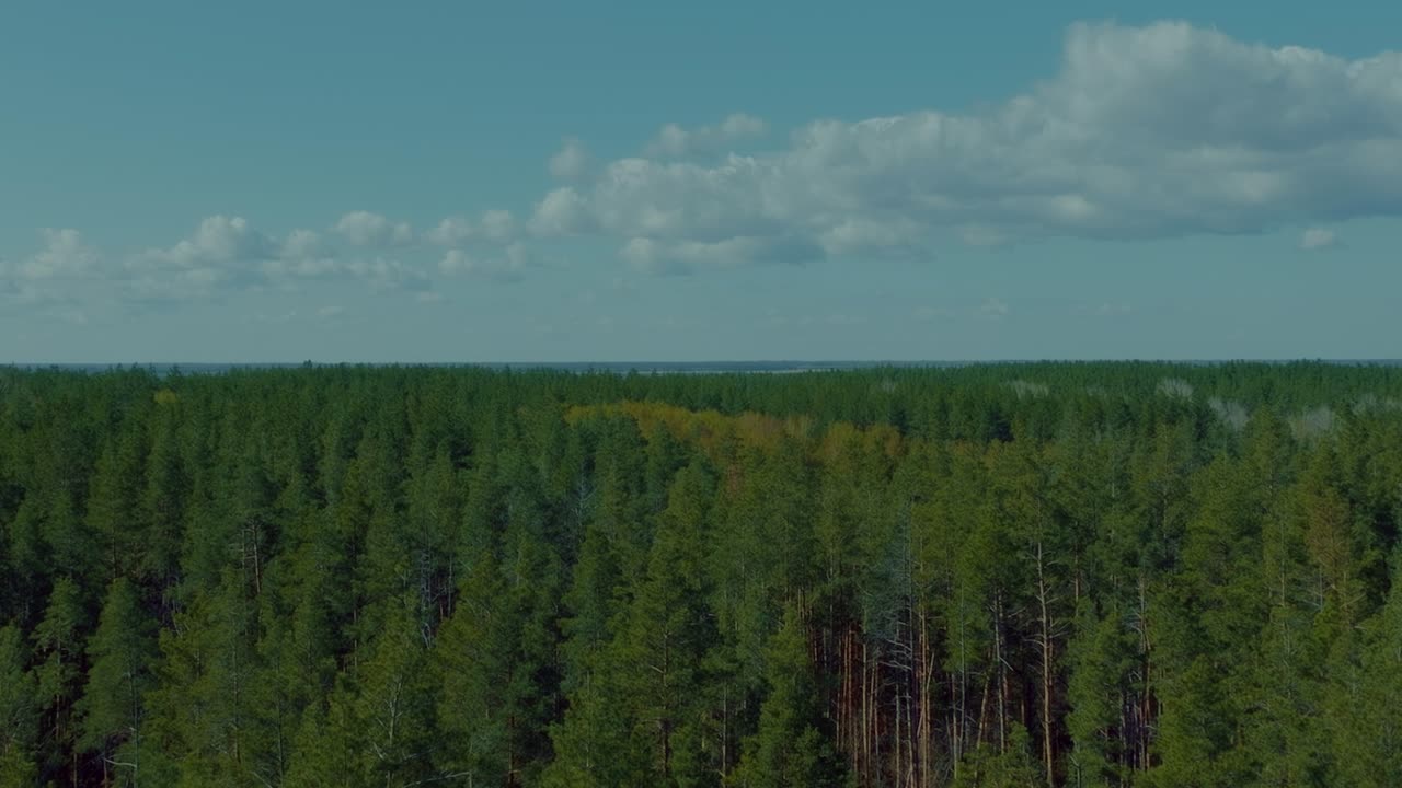 aerial view of lush coniferous forest in summer, pines are swaying by wind, 4K, Prores