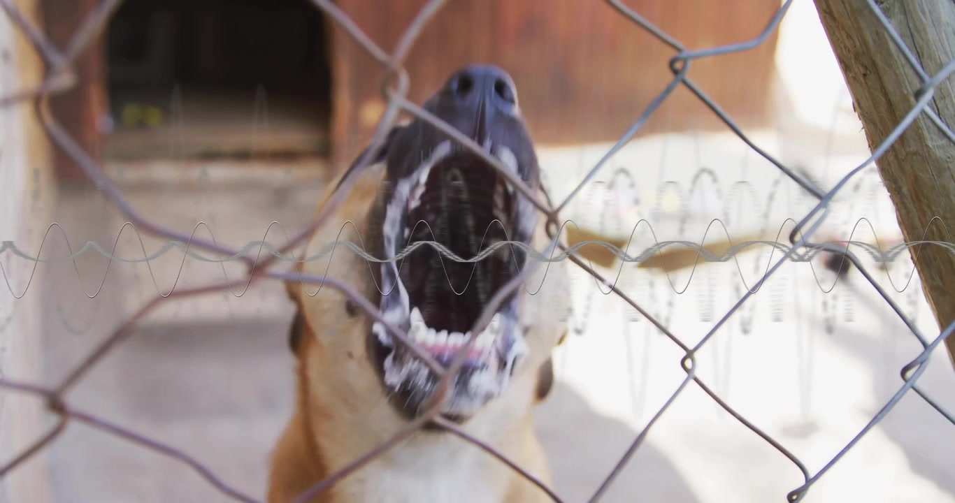 Beobachtung: Ein hellbrauner Hund drückt seine schaumige Schnauze durch einen Drahtzaun, bellt und schnüffelt aufmerksam.