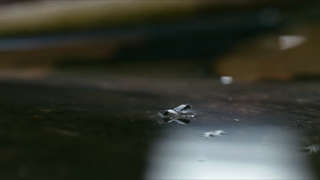 Two-non-biting-Chironomid-midges-are-seen-mating-on-the-water-surface,-gently-drifting-with-beautiful-contrast-lighting,-creating-a-serene-and-detailed-scene