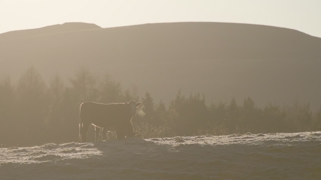 A Couple Of Cattle on an agricultural farm in Winter at sunset in Scotland -wide shot