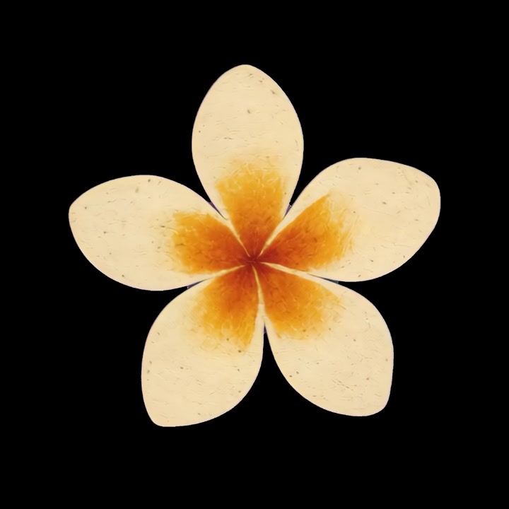Un singolo fiore di Plumeria che ruota su uno sfondo nero