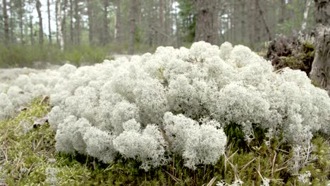 lots of white cup lichens on the forest just like cottons fs700 odyssey 7q 4k