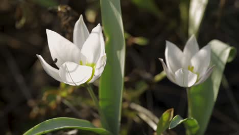 Insecto-Arrastrándose-En-Las-Delicadas-Flores-Del-Tulipán-Cretense,-Tulipa-Cretica-En-El-Jardín-Con-Luz-Solar-Matutina-En-Zlotoryja,-Polonia