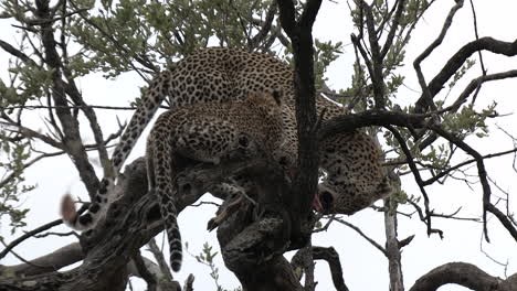 a leopard and cub feeding together on an antelope in a tree