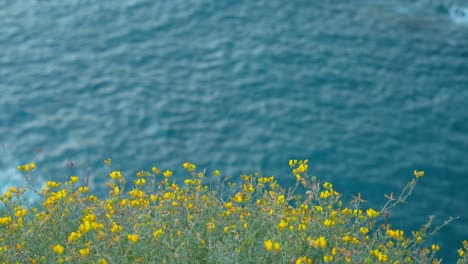 Yellow-wildflowers-on-the-edge-of-the-cliff-towards-the-sea-on-Canary-Island,-Tenerife,-static