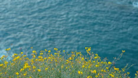 yellow wildflowers on the edge of the cliff towards the sea on canary island, tenerife, static