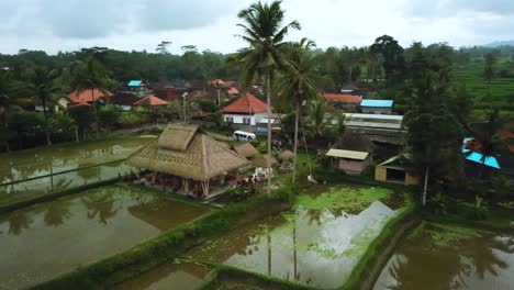 drone shot flying over some rice terraces in bali, indonesia