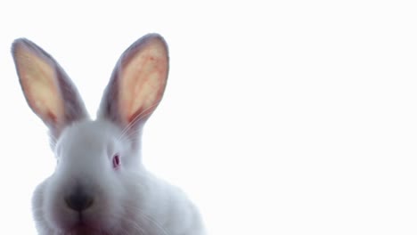 white rabbit isolated on white background