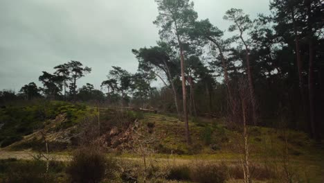 Pine-trees-in-Dutch-winter-Maasduinen-landcape-in-Arcen-Limburg-during-winter