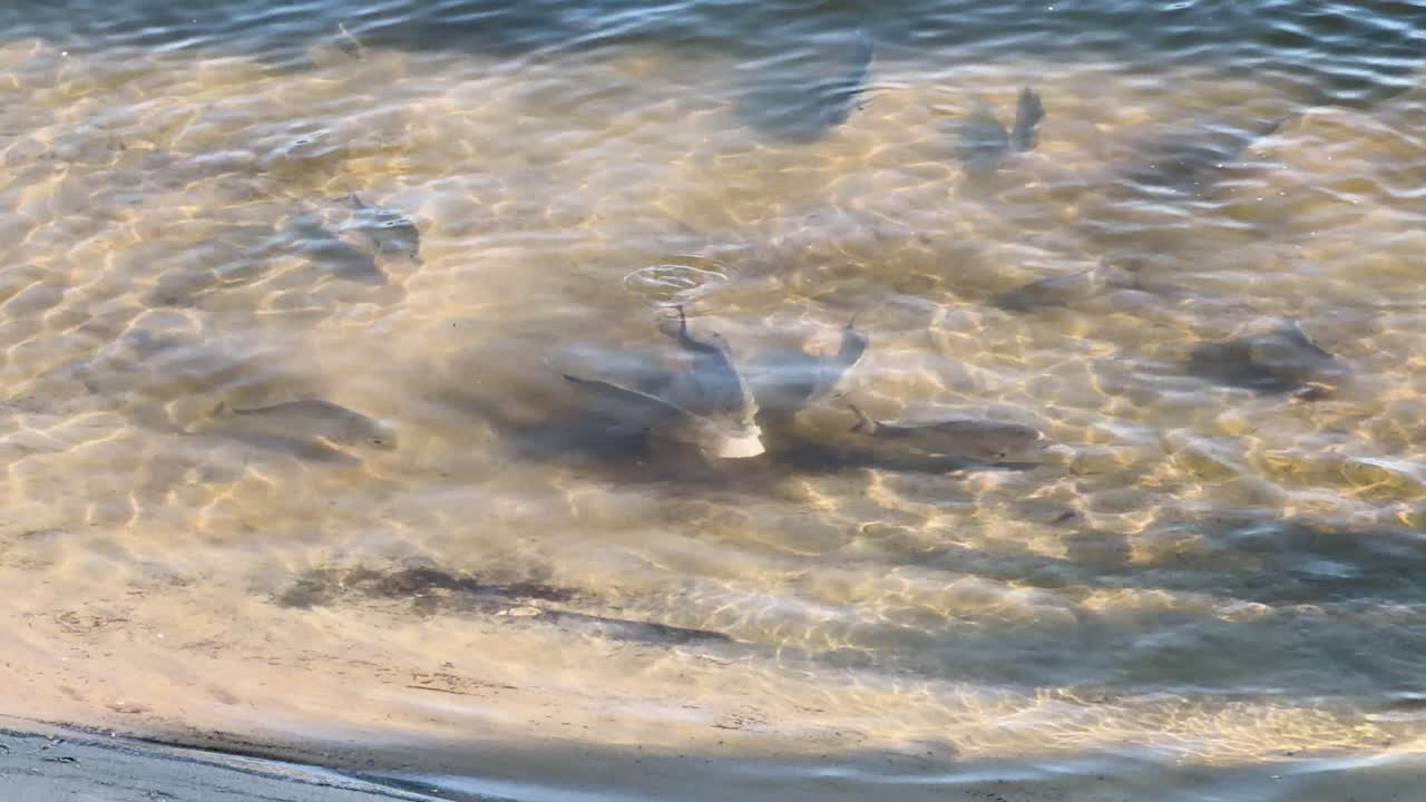 Multiple fish species aggressively feed near sandy shoreline, creating splashes in bright natural sunlight