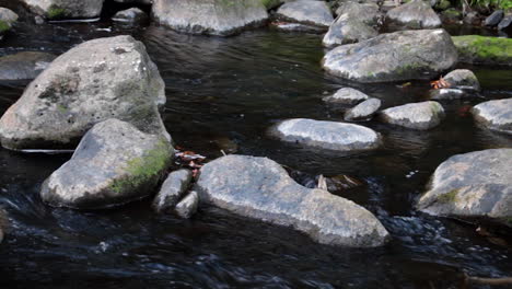 El-Agua-Limpia-Fluye-Más-Allá-De-Las-Rocas-En-Un-Pequeño-Arroyo-En-Whangarei,-Nueva-Zelanda,-De-Cerca