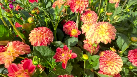 bright orange and yellow dahlia flowers fill the frame as the camera slowly pans across a sunlit botanical garden, capturing lush greenery and vivid blooms