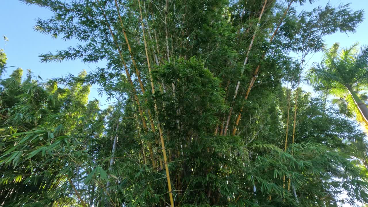 바람에 부드럽게 흔들리는 대나무