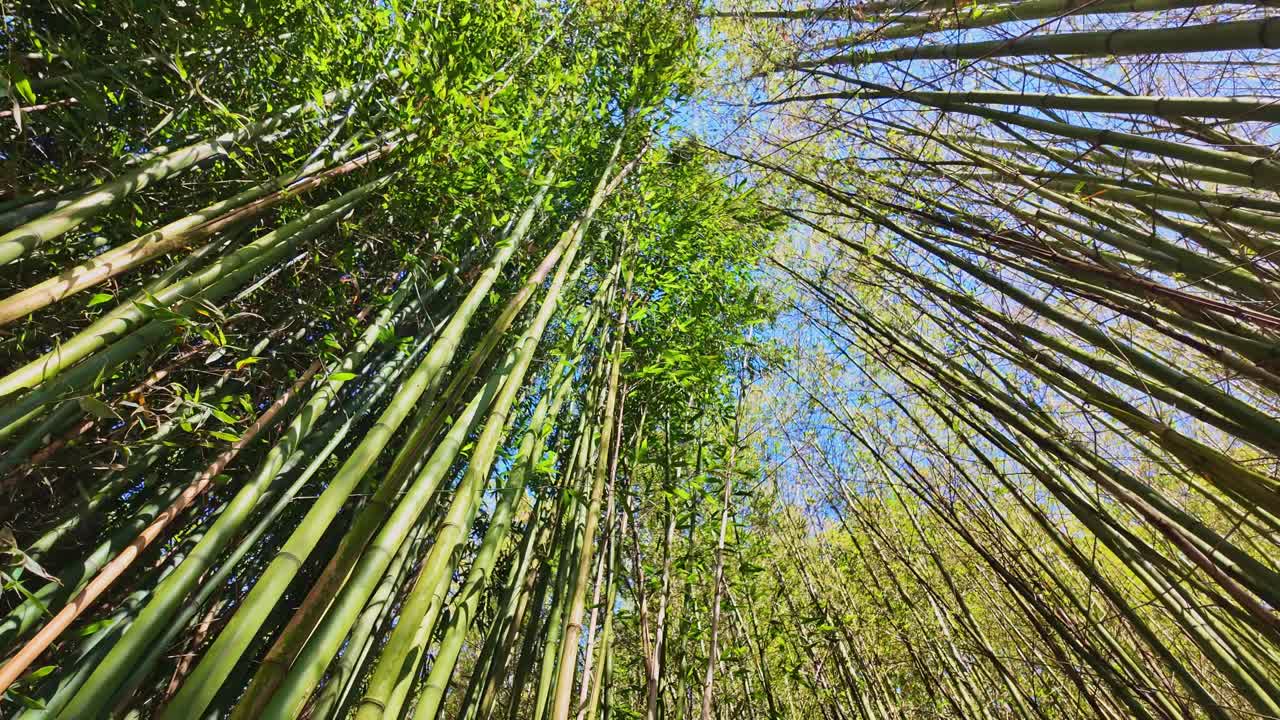 Bamboo forest with sky in background. Low angle upwards pov