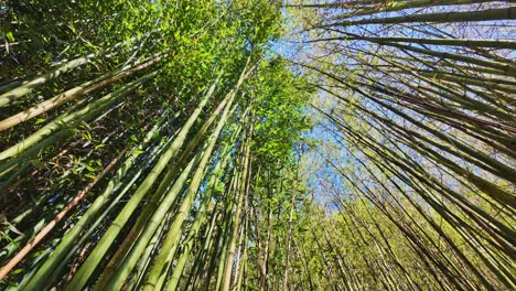 bamboo forest with sky in background. low angle upwards pov