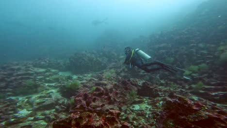 tiroteo acuático de peces y buzos