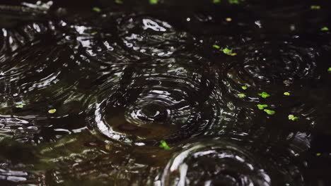 Close-Up-of-a-Tranquil-Pond-Puddle-Amidst-the-Fall-Season