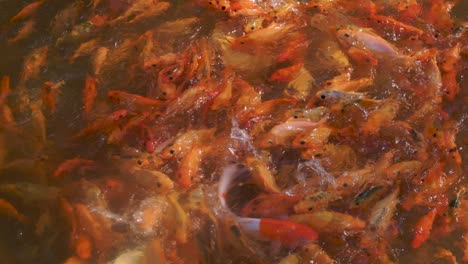 Fish-feeding-frenzy