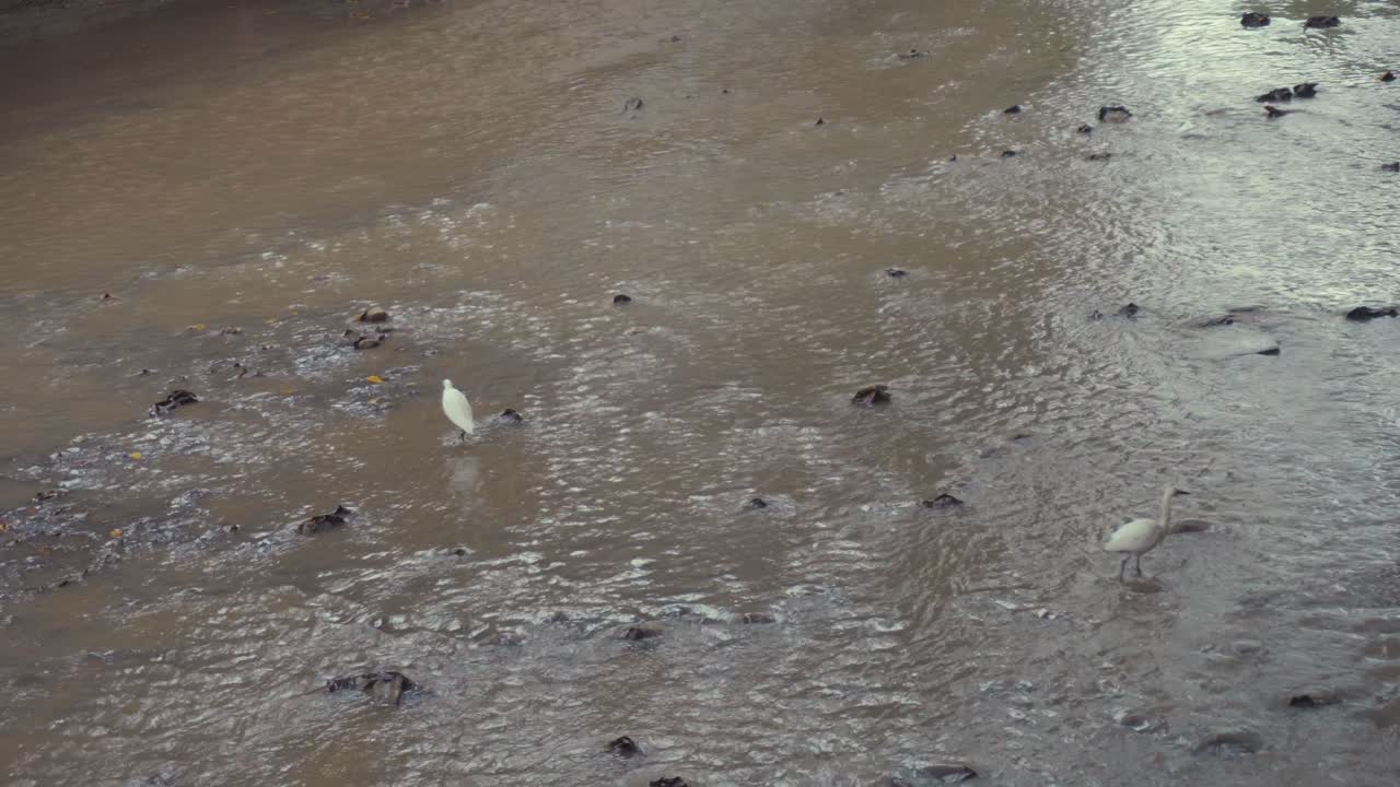 Zwei Reiher suchten im Bach nach Nahrung