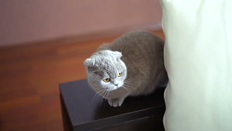 noble proud cat lying on window sill. the british shorthair with blue gray fur