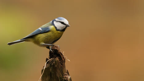 blue tit bird on a tree stump