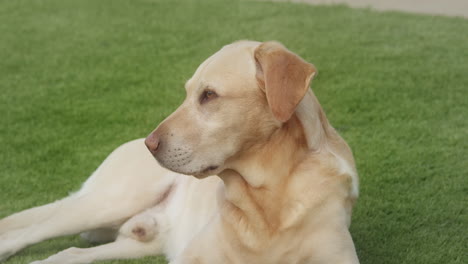 beautiful golden male labrador relaxing on the grass -close up