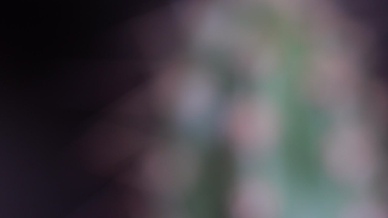 un primer plano de un cactus