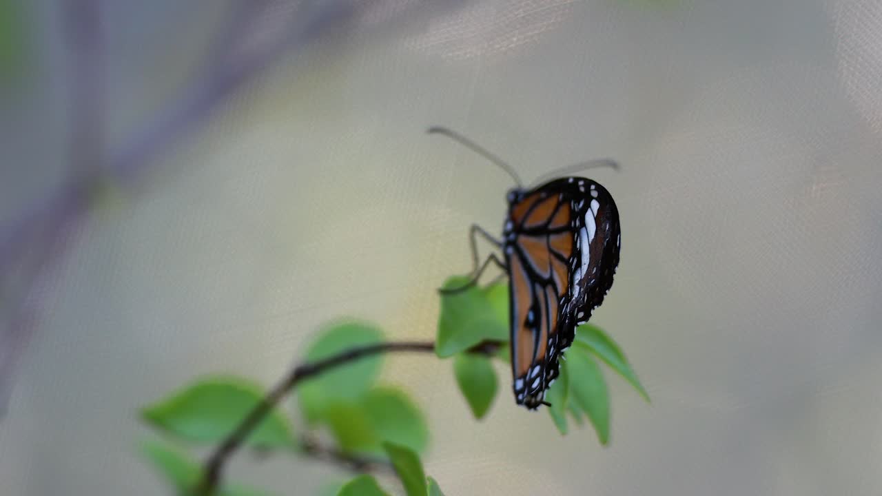 mariposa posada en las hojas de un parque