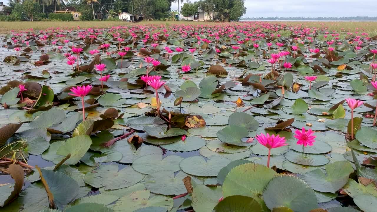 Water lily pond river sea,Water lily blooming,Beautiful aerial shot,group,Blossom ,field,green