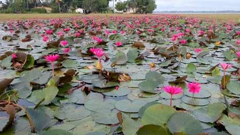 water lily pond river sea,water lily blooming,beautiful aerial shot,group,blossom ,field,green