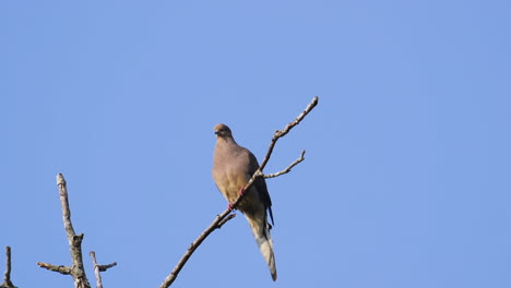 A-beige-mourning-dove-perched-on-a-leafless-treetop-against-a-blue-sky-background