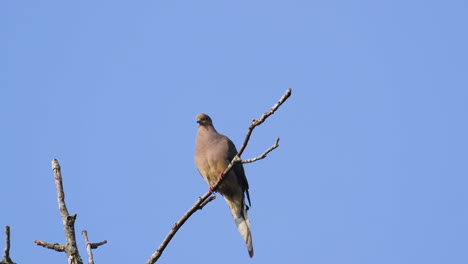 una paloma de luto beige encaramada en la copa de un árbol sin hojas contra un fondo de cielo azul