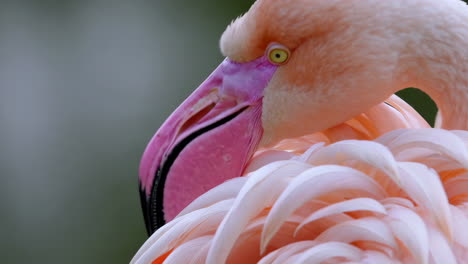 close-up of a pink flamingo