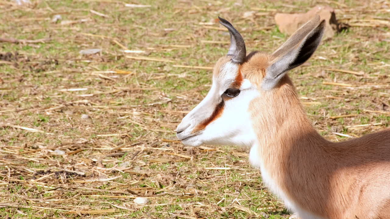 Springbok Antelope in Grassland