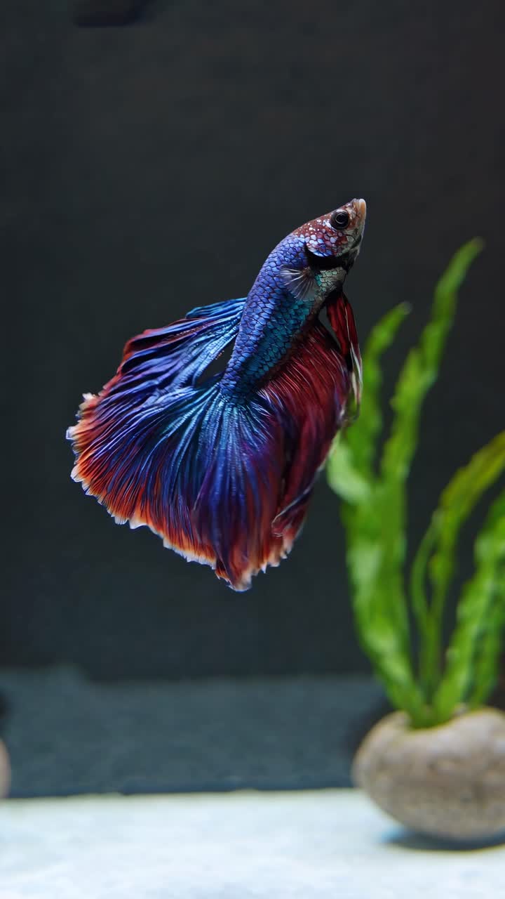 Close-up of a vibrant Betta fish swimming in an aquarium, captured from ...