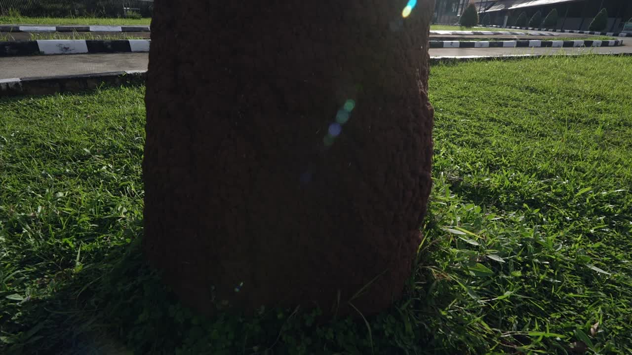 개미의 고향 - 메라우케 파푸아 인도네시아