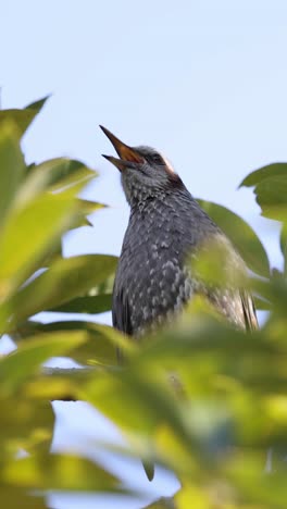 a bird perched, singing in a leafy tree