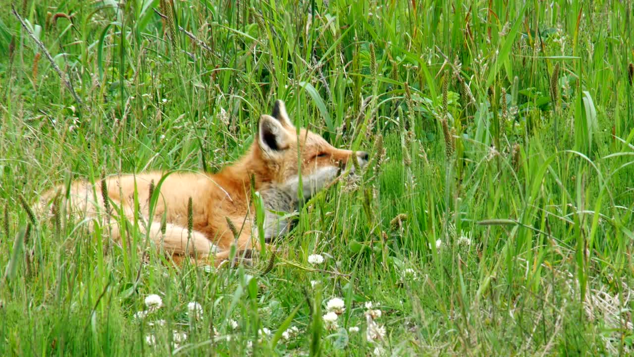 Red fox kits (Ezo red fox)