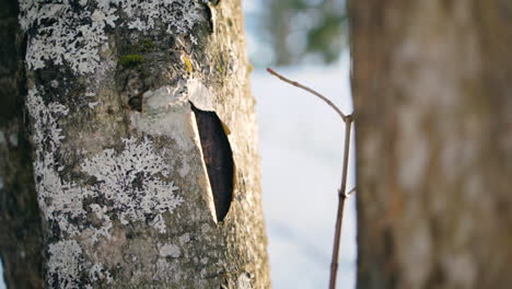 cracked bark on a birch, winter day in the forests of scandinavia - tracking view