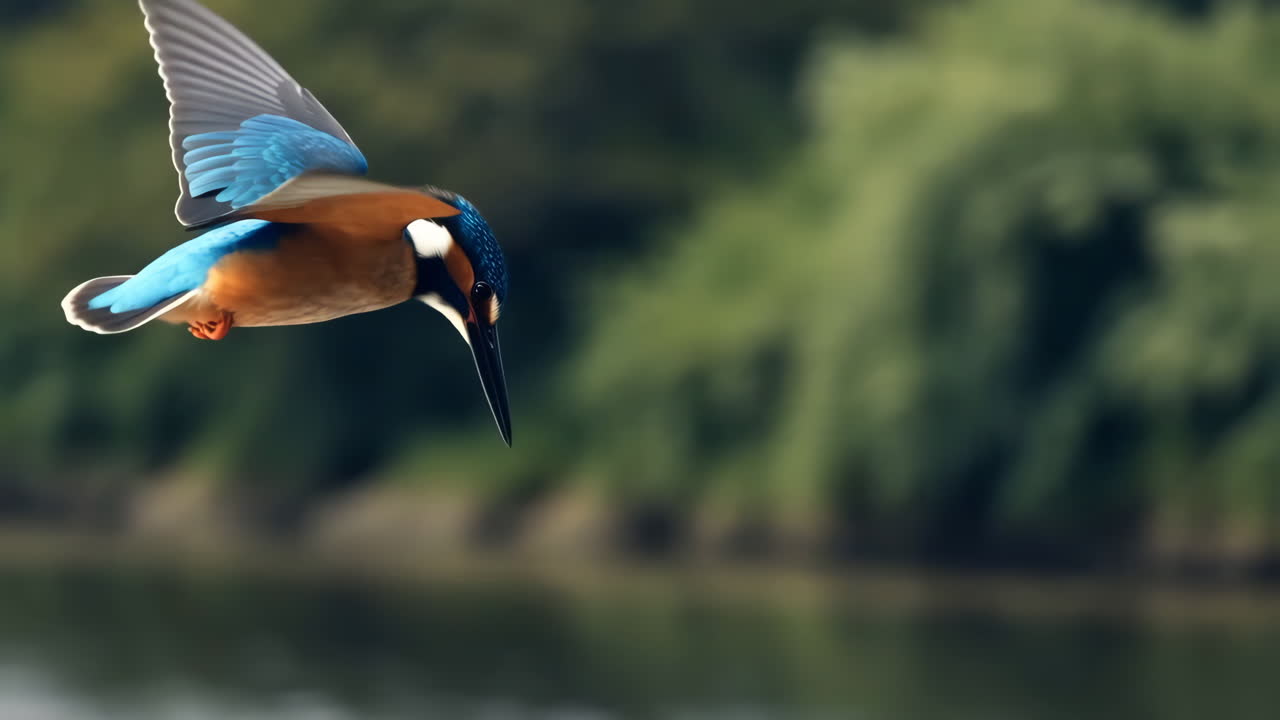 Kingfisher in Flight