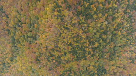 aerial: looking down on forest of balkan, autumn colors