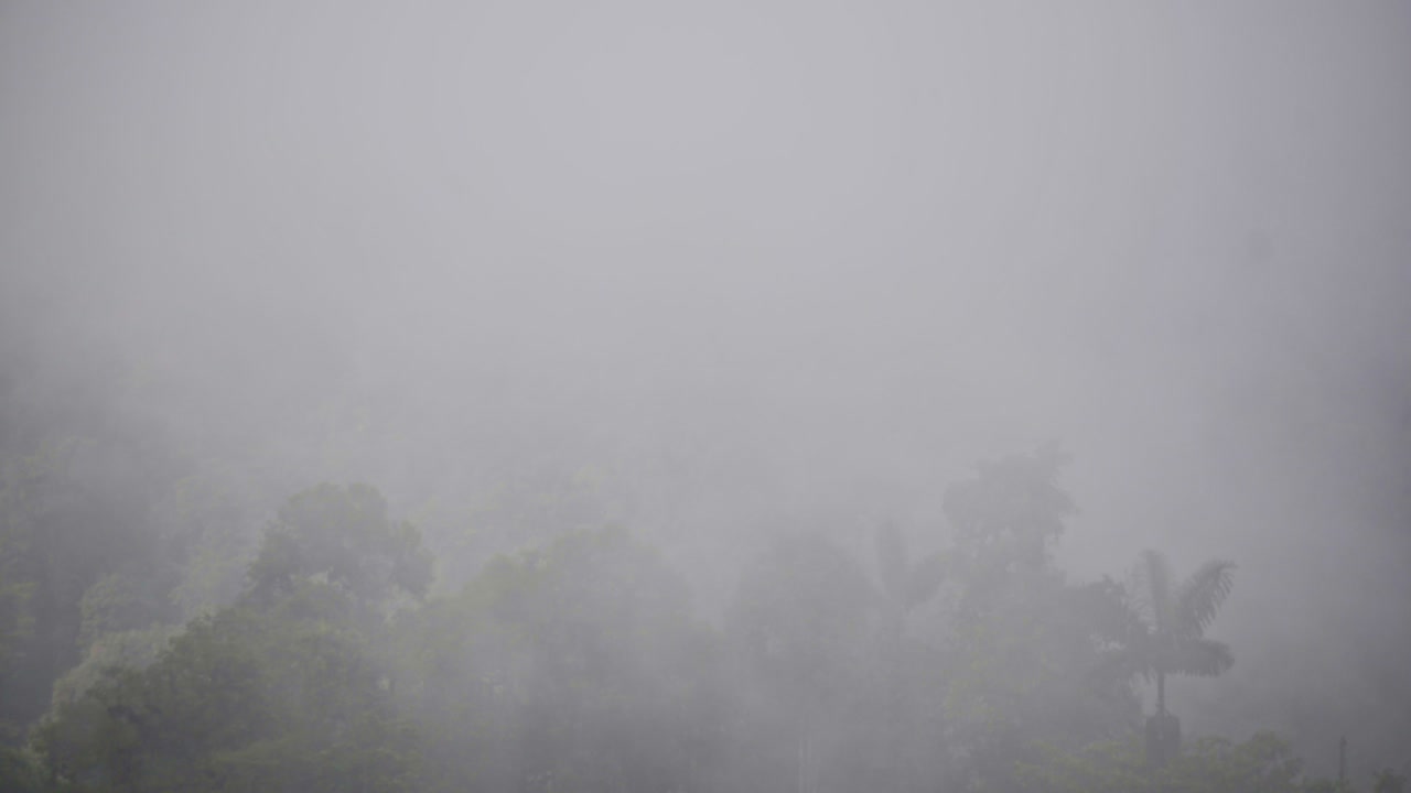 Kabut bergerak di atas tumbuh-tumbuhan yang subur di Hutan Awan, Ekuador, pada hari yang melankolis