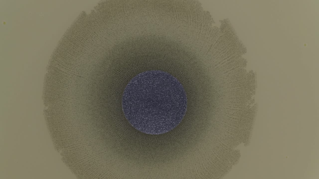 저는 이 클립이 너무 우아하다고 생각합니다. 우아함은 제 장점은 아니지만 실제로 설정하고 그 결과를 촬영했습니다. 완전히 자연스러운 추상 비디오 클립입니다.