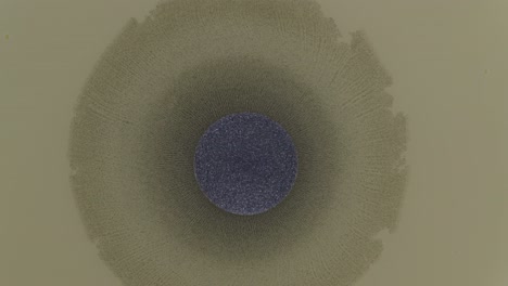 creo que este clip es muy elegante. la elegancia no es mi punto fuerte, pero puse las cosas en acción y filmé el resultado. un videoclip totalmente natural y abstracto.