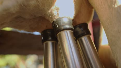 modern milking machine extracting milk from a dairy cow's udders, close up shot