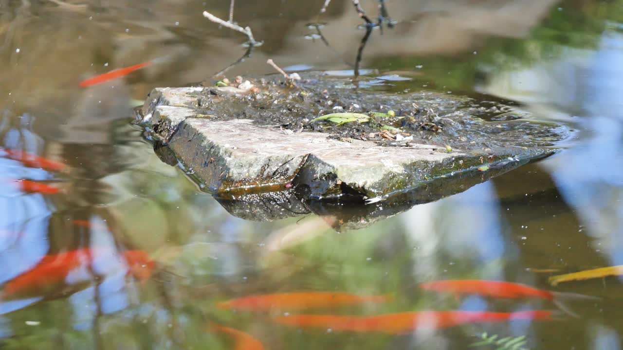 Water rippling with fish and a rock
