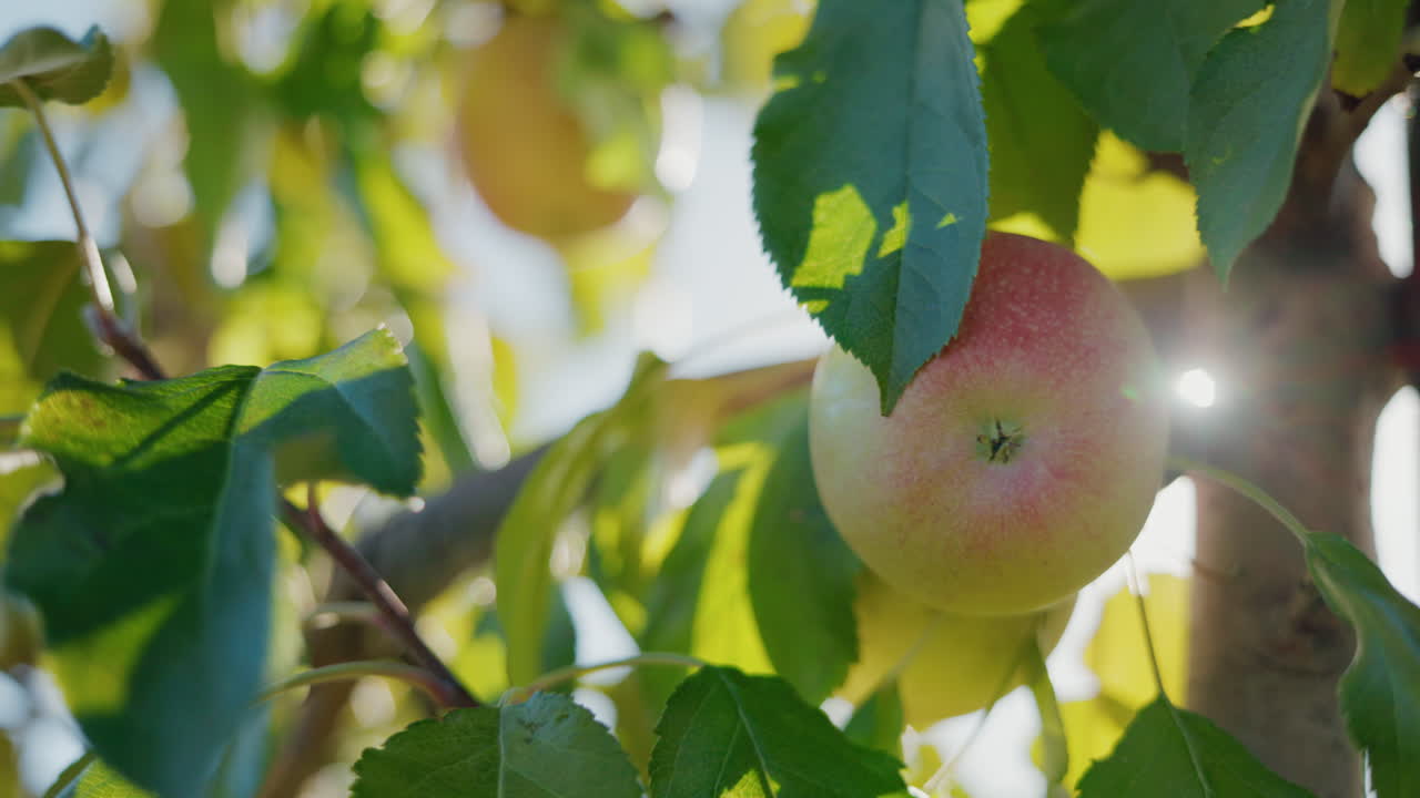 Apples on Tree Branches
