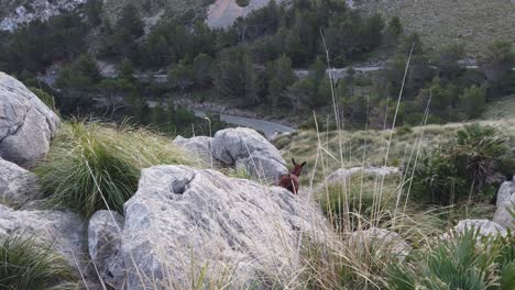 Majorcan-wild-goat-Capra-aeagrus-hircus