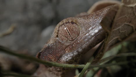 crested gecko de cerca usando un globo ocular de camuflaje