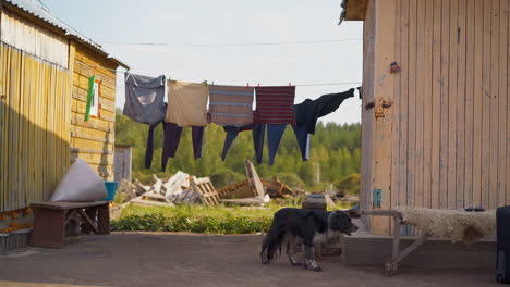 Glücklicher-Mischlingshund-Liegt-Zum-Ausruhen-Unter-Trocknender-Kleidung-Im-Hof